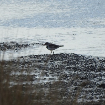 Charadrius melanops (Black-fronted Dotterel) at Bega, NSW - 17 Aug 2019 by ArcherCallaway