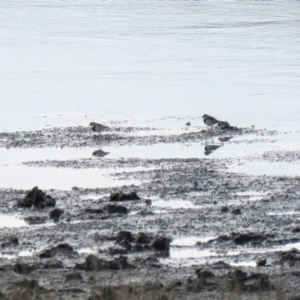 Charadrius melanops at Bega, NSW - 17 Aug 2019 08:30 AM