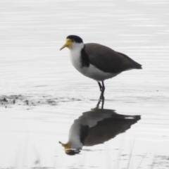 Vanellus miles (Masked Lapwing) at Bega, NSW - 17 Aug 2019 by ArcherCallaway
