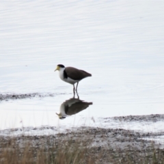 Vanellus miles at Bega, NSW - 17 Aug 2019 08:30 AM