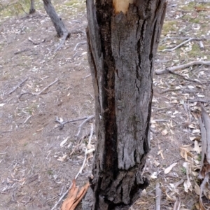 Papyrius nitidus at Molonglo River Reserve - suppressed