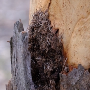 Papyrius nitidus at Molonglo River Reserve - suppressed