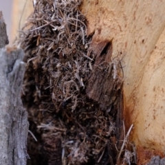 Papyrius nitidus at Molonglo River Reserve - suppressed