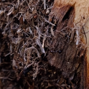 Papyrius nitidus at Molonglo River Reserve - suppressed