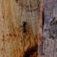 Papyrius nitidus at Molonglo River Reserve - suppressed