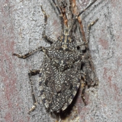 Alcaeus varicornis (Acacia shield bug) at ANBG - 16 Aug 2019 by TimL