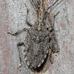 Alcaeus varicornis at Hackett, ACT - 16 Aug 2019 12:52 PM