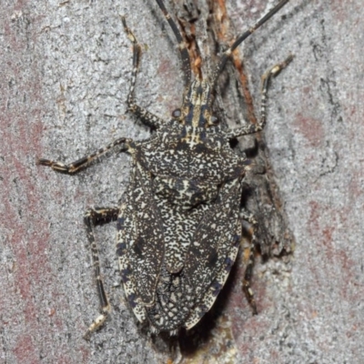 Alcaeus varicornis (Acacia shield bug) at ANBG - 16 Aug 2019 by TimL