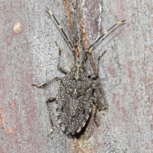 Alcaeus varicornis at Hackett, ACT - 16 Aug 2019 12:52 PM