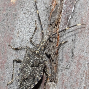 Alcaeus varicornis at Hackett, ACT - 16 Aug 2019 12:52 PM