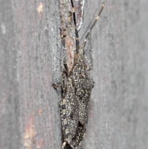 Alcaeus varicornis at Hackett, ACT - 16 Aug 2019 12:52 PM