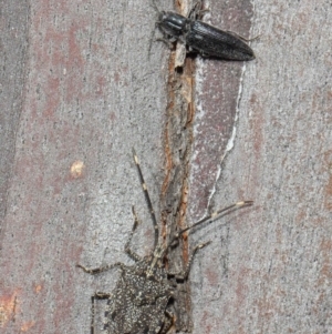 Alcaeus varicornis at Hackett, ACT - 16 Aug 2019 12:52 PM