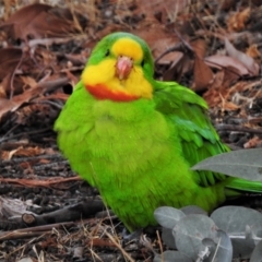 Polytelis swainsonii (Superb Parrot) at Wanniassa, ACT - 18 Aug 2019 by JohnBundock