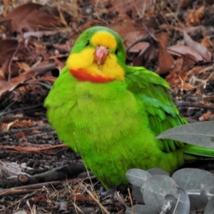 Polytelis swainsonii at Wanniassa, ACT - 18 Aug 2019