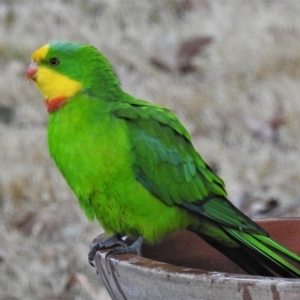 Polytelis swainsonii at Wanniassa, ACT - 18 Aug 2019