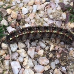 Apina callisto (Pasture Day Moth) at Tidbinbilla Nature Reserve - 18 Aug 2019 by AndrewCB