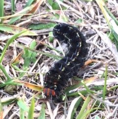 Apina callisto at Paddys River, ACT - 18 Aug 2019 02:52 PM