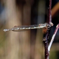 Austrolestes leda (Wandering Ringtail) at Fyshwick, ACT - 18 Aug 2019 by RodDeb