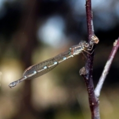 Austrolestes leda at Fyshwick, ACT - 18 Aug 2019