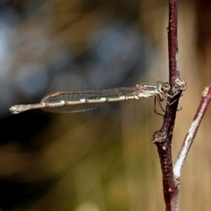 Austrolestes leda at Fyshwick, ACT - 18 Aug 2019