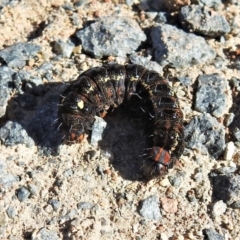 Apina callisto (Pasture Day Moth) at Googong Foreshore - 15 Aug 2019 by JohnBundock