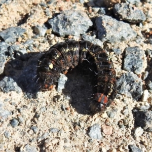 Apina callisto at Burra, NSW - 15 Aug 2019 01:49 PM