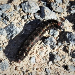 Apina callisto at Burra, NSW - 15 Aug 2019