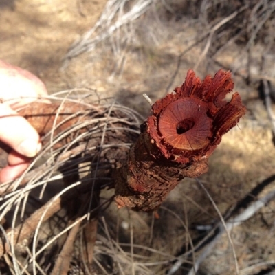 Allocasuarina verticillata (Drooping Sheoak) at Booth, ACT - 6 Aug 2019 by KMcCue