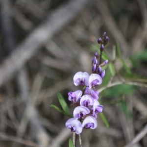 Glycine clandestina at Moruya, NSW - 18 Aug 2019