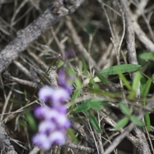 Glycine clandestina at Moruya, NSW - 18 Aug 2019