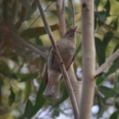 Colluricincla harmonica (Grey Shrikethrush) at Broulee Moruya Nature Observation Area - 18 Aug 2019 by LisaH