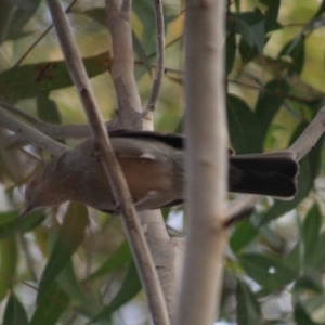 Colluricincla harmonica at Moruya, NSW - 18 Aug 2019