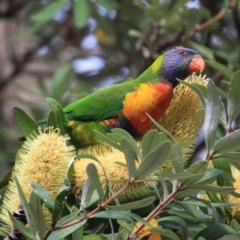 Trichoglossus moluccanus (Rainbow Lorikeet) at Moruya, NSW - 18 Aug 2019 by LisaH