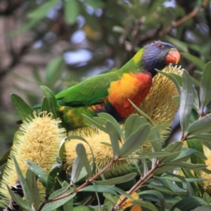 Trichoglossus moluccanus at Moruya, NSW - 18 Aug 2019 11:15 AM