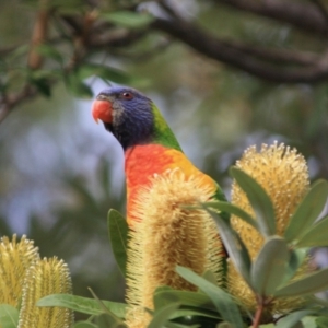 Trichoglossus moluccanus at Moruya, NSW - 18 Aug 2019 11:15 AM