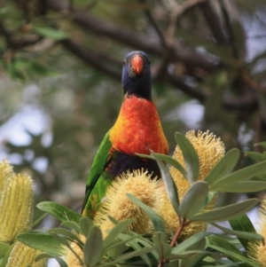 Trichoglossus moluccanus at Moruya, NSW - 18 Aug 2019 11:15 AM