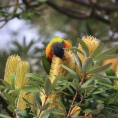 Trichoglossus moluccanus at Moruya, NSW - 18 Aug 2019 11:15 AM