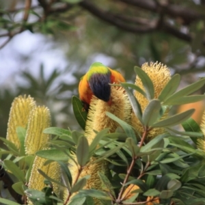 Trichoglossus moluccanus at Moruya, NSW - 18 Aug 2019 11:15 AM