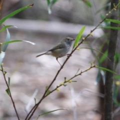 Acanthiza pusilla (Brown Thornbill) at Broulee Moruya Nature Observation Area - 18 Aug 2019 by LisaH