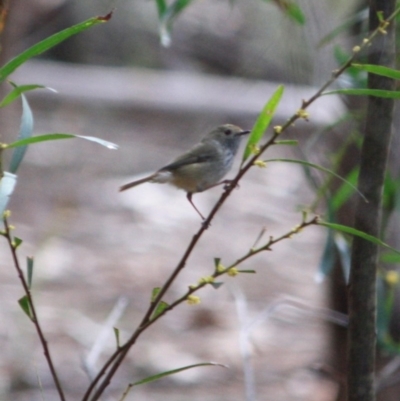 Acanthiza pusilla (Brown Thornbill) at Broulee Moruya Nature Observation Area - 18 Aug 2019 by LisaH