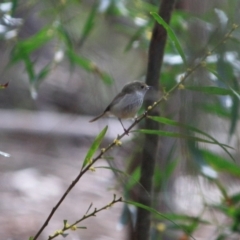 Acanthiza pusilla at Moruya, NSW - 18 Aug 2019