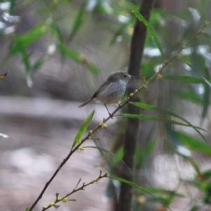 Acanthiza pusilla at Moruya, NSW - 18 Aug 2019 12:35 PM