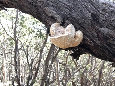 Laetiporus portentosus (White Punk) at Bawley Point, NSW - 17 Aug 2019 by PaulyB