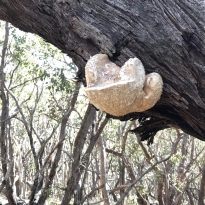 Laetiporus portentosus (White Punk) at Bawley Point, NSW - 18 Aug 2019 by PaulyB