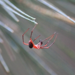 Nicodamus peregrinus at Moruya, NSW - 18 Aug 2019 03:04 PM