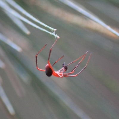 Nicodamus peregrinus (Common Red and black spider) at Broulee Moruya Nature Observation Area - 18 Aug 2019 by LisaH