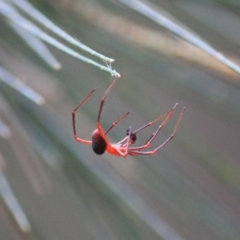 Nicodamus peregrinus (Common Red and black spider) at Moruya, NSW - 18 Aug 2019 by LisaH