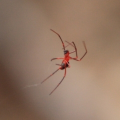 Nicodamus peregrinus at Moruya, NSW - 18 Aug 2019