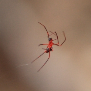 Nicodamus peregrinus at Moruya, NSW - 18 Aug 2019