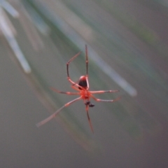 Nicodamus peregrinus at Moruya, NSW - 18 Aug 2019